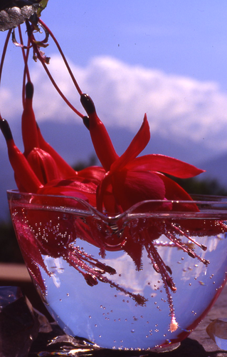 ODINELIXIR Essence florale de Fuchsia