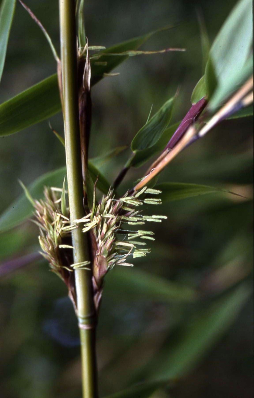 ODINELIXIR Essence florale de Bambou