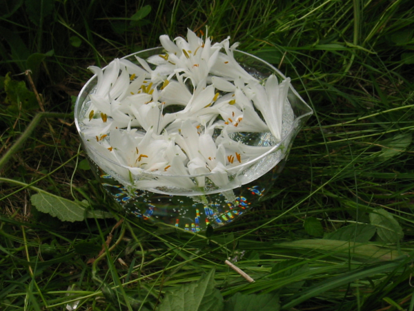 ODINELIXIR Essence florale de Lis des Alpes