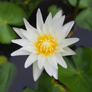 ODINELIXIR Essence florale de Lotus