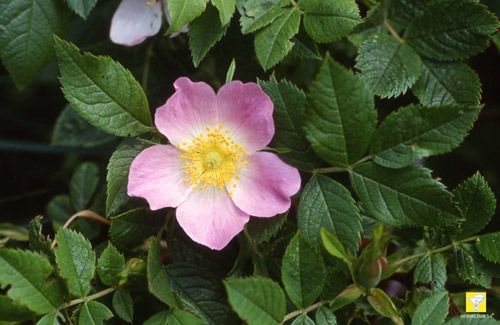 fleur de Bach 37